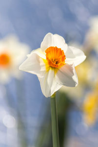 Close-up of white beautiful springtime narcissus