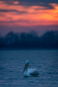 Close-up of bird in sea during sunset