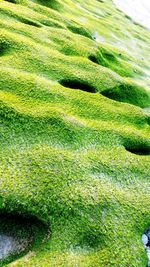 Full frame shot of green grass