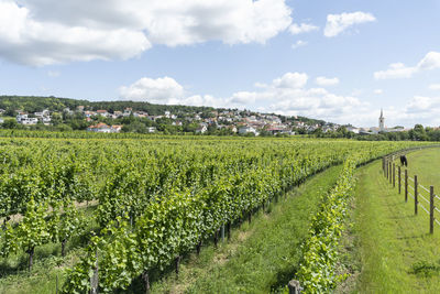 Scenic view of vineyard against sky