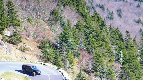 Road amidst trees