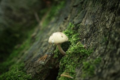 Close-up of mushroom growing on tree trunk