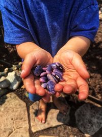 Childs hands holding purple beans from the garden 