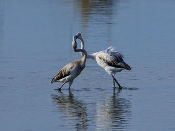 Birds in a lake