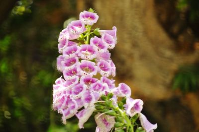 Close-up of pink flowers blooming outdoors