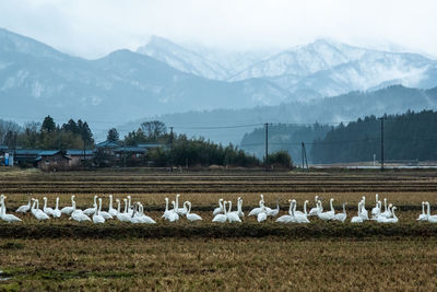Flock of birds on landscape against mountains