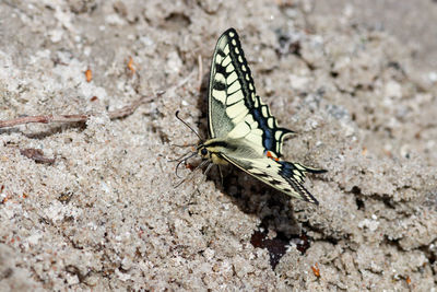 Close-up of butterfly on field