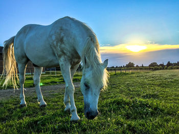 Horse grazing in pasture