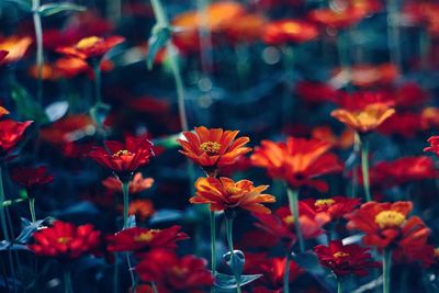 Close-up of red flowering plants