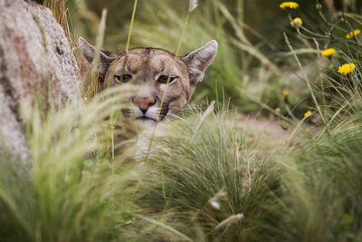 Close-up of puma on grass
