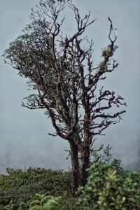 Tree by lake against sky