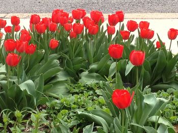 Close-up of red poppy flowers blooming on field