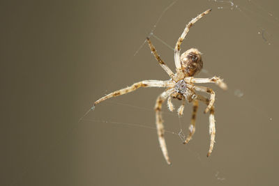 Close-up of spider on web