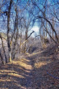 Road amidst trees in forest