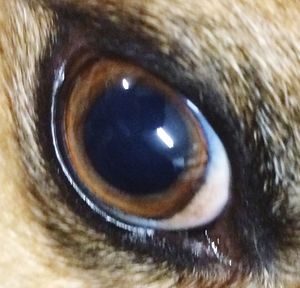 Extreme close up of eye