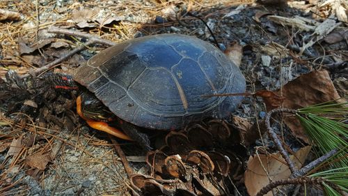 High angle view of tortoise on field