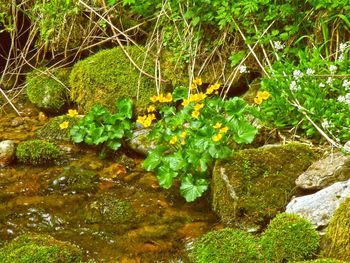 Close-up of fresh green plants in water