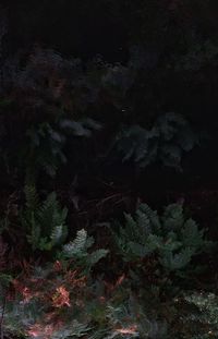 Full frame shot of trees in forest