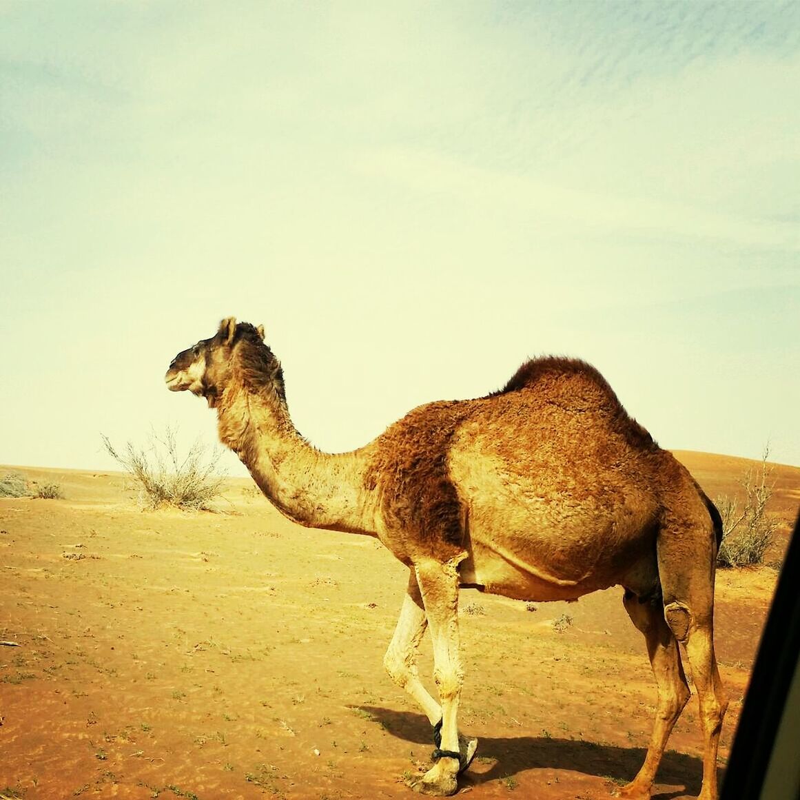 animal themes, one animal, mammal, desert, domestic animals, sand, camel, landscape, arid climate, sky, full length, clear sky, sunlight, nature, animals in the wild, brown, safari animals, wildlife, day, tranquility