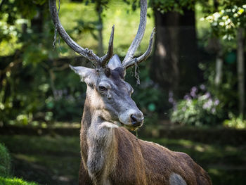 Close-up of a deer head