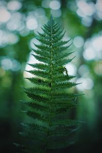 Close-up of fern leaves