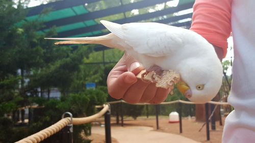 Close-up of hand holding white parrot 