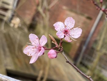 Close-up of pink cherry blossoms in spring