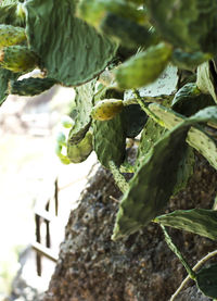 Close-up of fresh green plant