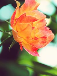 Close-up of flower blooming outdoors