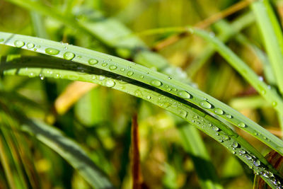 Close-up of wet plant leaves during rainy season