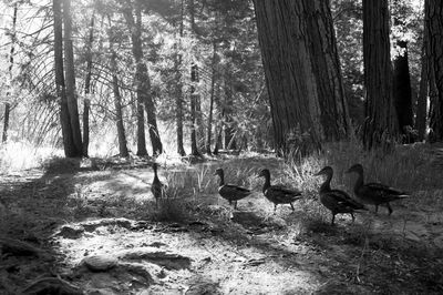 Birds in forest