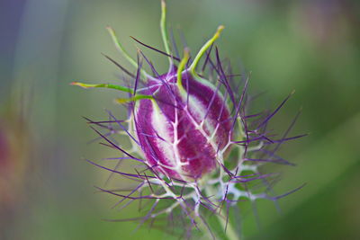 Close-up of purple flowering plant