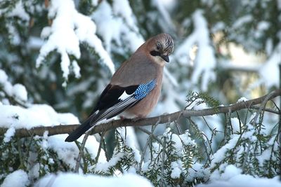 Close-up of eurasian jay perching on branch during winter