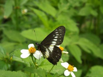 Close-up of butterfly pollinating flower