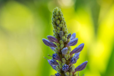 Close-up of insect on flower