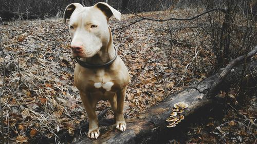 Portrait of dog