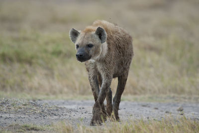 Portrait of lion standing on land