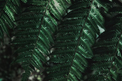 Full frame shot of palm tree leaves