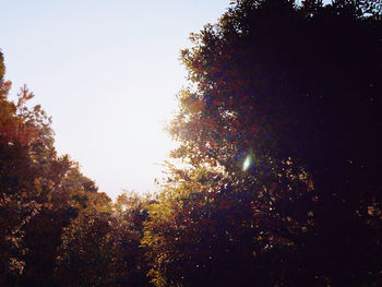 Low angle view of silhouette trees against clear sky