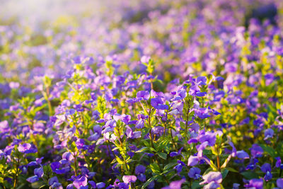 Close-up of purple flowering plants on field