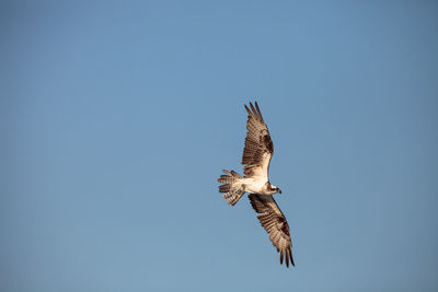 Low angle view of eagle flying in sky