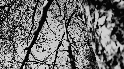 Low angle view of bare trees