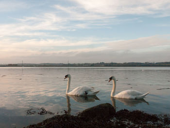 View of swans floating on lake