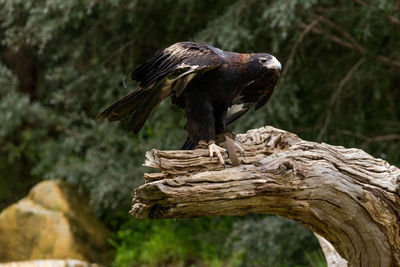 Bird perching on branch against trees