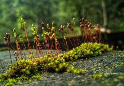 Beutiful walpaper of nature ,close-up of moss growing on field 