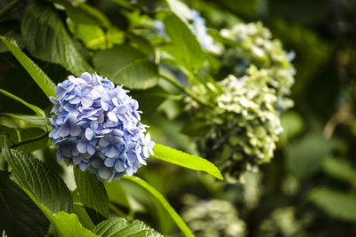 Close-up of purple hydrangea plant