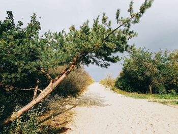 Dirt road amidst trees against sky