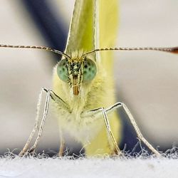 Close-up of insect