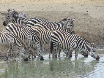 View of zebra drinking water