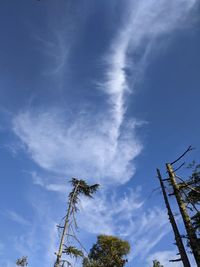 Low angle view of trees against blue sky